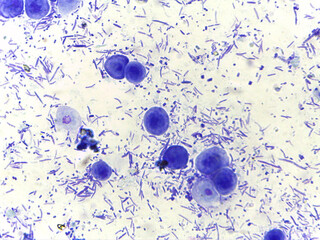 Microscopic View of Diverse Microorganisms