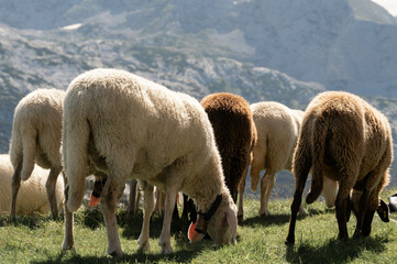 grazing, sheep, nature, mountain, peaceful, animals, grass, brown, white, summer, rural, rocky, valley, tags, herd, greenery, highlands, environment, nature