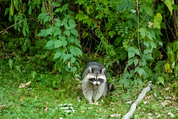 Racoon in the woods