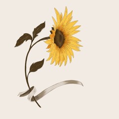 Hand drawn sunflower with ribbon