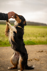 Dog's Playful Moment with Owner's Hand