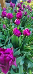 Obraz premium Purple tulips