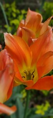 Close up or orange tulip