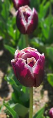 pink tulip flower