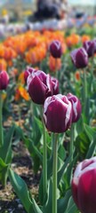 Fototapeta premium red and yellow tulips