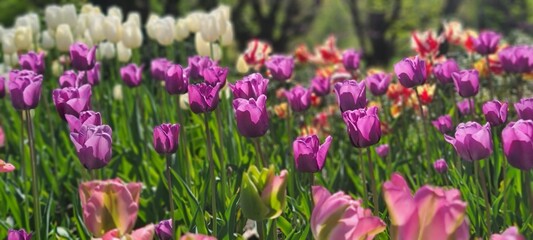 Fototapeta premium field of purple tulips