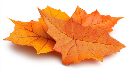 Obraz premium Vibrant autumn leaves in shades of orange, showcasing intricate details and textures. Perfect for seasonal themes and nature inspired designs