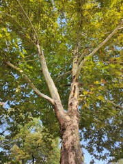 Fototapeta premium Big old tree with green and yellow leaves in autumn