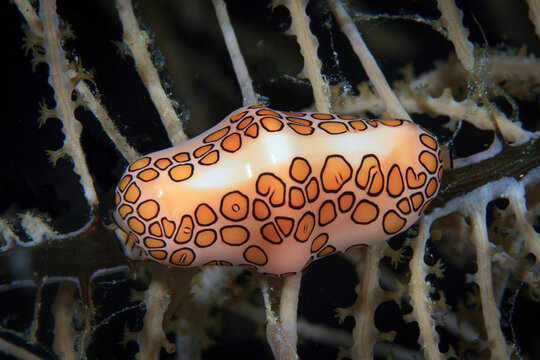 Cyphoma gibbosum 