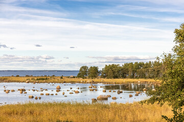 Cows graze on the seashore. Rocky shore. Photo