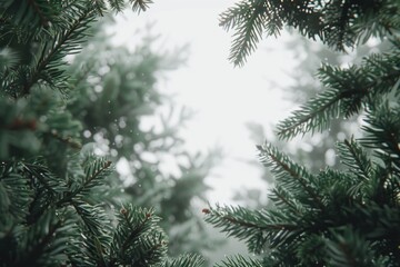 Obraz premium A close-up shot of a pine tree covered in snow, highlighting its unique shape and texture