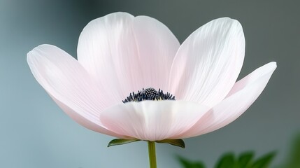 Obraz premium A single pink flower with a black center on a green stem
