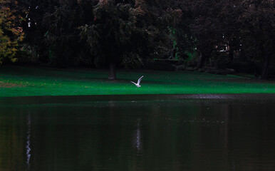 birds on the lake