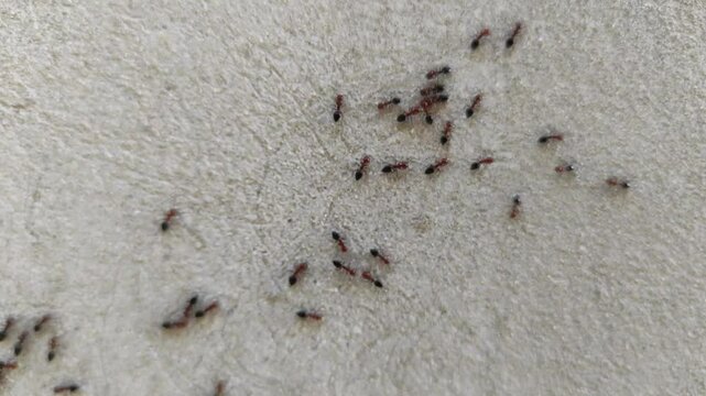 Ants on the Wall 2. Ants are eusocial insects of the family Formicidae and, along with the related wasps and bees, belong to the order Hymenoptera. Ants evolved from vespoid wasp ancestors.