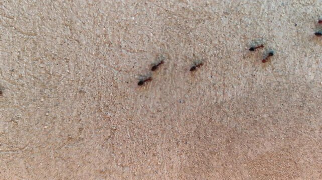 Ants on the Wall. Ants are eusocial insects of the family Formicidae and, along with the related wasps and bees, belong to the order Hymenoptera. Ants evolved from vespoid wasp ancestors.