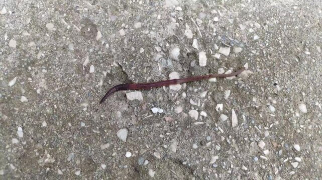 Close up video of earthworm. An earthworm is a soil-dwelling terrestrial invertebrate that belongs to the phylum Annelida. The term is the common name for the largest members of the class.