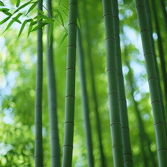 Fototapeta premium bamboo forest background