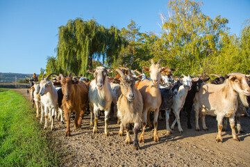 a flock of sheep go to the pasture from the farm to the country in Romania. Rural landscape with domestic animals