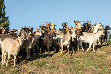 a flock of sheep go to the pasture from the farm to the country in Romania. Rural landscape with domestic animals