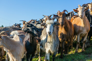 a flock of sheep go to the pasture from the farm to the country in Romania. Rural landscape with domestic animals