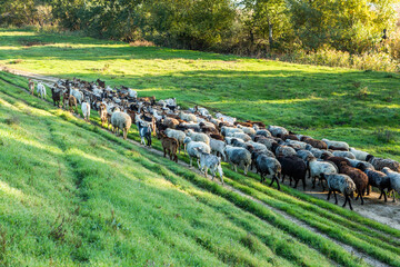 a flock of sheep go to the pasture from the farm to the country in Romania. Rural landscape with domestic animals