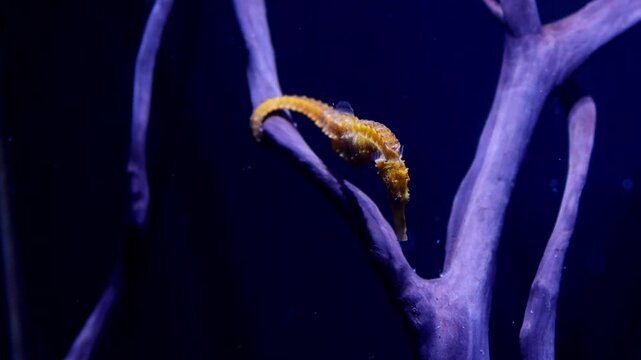 a seahorse on a branch 4k 30fps video