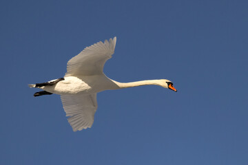 Mute swan