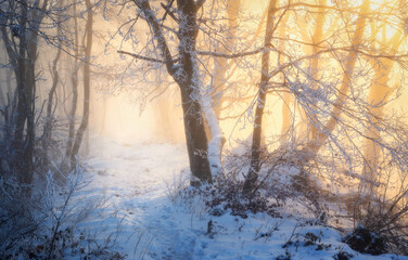 Fototapeta premium Fairy snowy forest in fog in beautiful winter at golden sunset. Colorful landscape with foggy trees in snow, orange sunlight in evening. Snowfall in misty woods. Wintry woodland. Snowy forest. Scenery