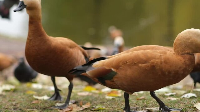 Majestic Ogar, or red duck, eating and exploring a peaceful park, showcasing the simple beauty of wildlife and nature