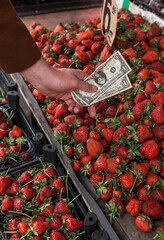 money lifestyle images at farmers market with fruits vegetables greens and nuts a man paying with cash with us dollar banknote, coins and georgian lari paper note