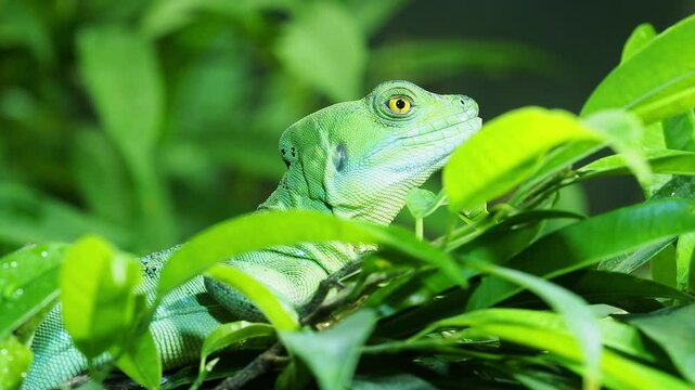 Vibrant green plumed basilisk lizard blends seamlessly with the surrounding foliage