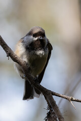 Obraz premium Siberian Tit