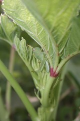 Green Grasshopper Among Leaves