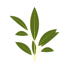 Obraz premium A bunch of bay leaf. Part of my color flat set of 15 best herbs for cooking. Greenery on a white. Herbs for meat, fish, drinks and cocktails. Used dev, app, design, web, ui, advertising.Vector 10 EPS
