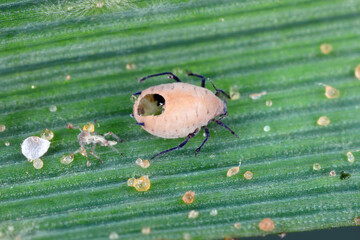 Parasitoid wasps (Aphidinae) are used commercially as biological control agents for aphids. Here wasp have left their host aphid leaving only empty shell behind.