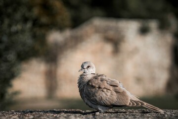 pigeon on a rock