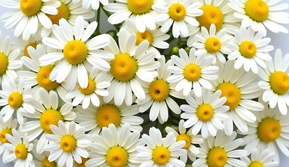 Fototapeta premium Daisies create a cheerful and fresh spring atmosphere