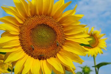 Obraz premium On the field of sunflowers little working bees sits on the sunflower