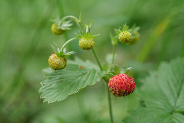Wild strawberries in the wood