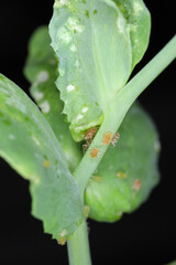 Myzus persicae, known as the green peach aphid or the peach-potato aphid, is a small green aphid pest of many crops. It is a vector of viruses causing plant diseases. Insects on pea leaf.