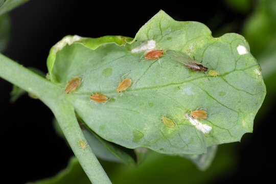 Winged and wingless forms of Myzus persicae, known as the green peach aphid or the peach-potato aphid on the underside of pea leaf.