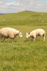 Obraz premium sheep in the field