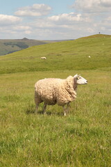 Obraz premium sheep in the field