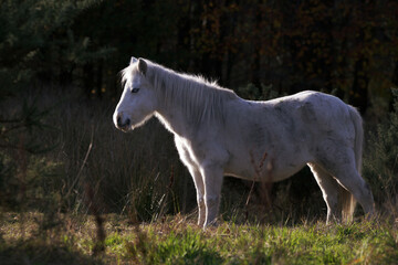 Fototapeta premium A White Horse in the Sunlight