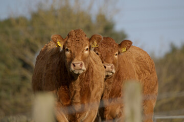 Obraz premium A pair of cows