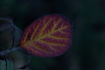 autumnal hazel leaf