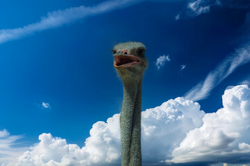 photograph of an ostrich in nature