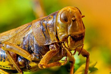 Close up of dead grasshopper