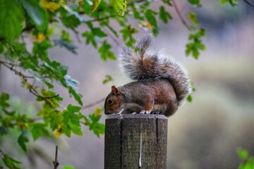 Posing squirrel 