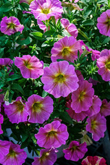 Collection of purple flowers, possibly petunias or calibrachoa, with vibrant yellow centers...